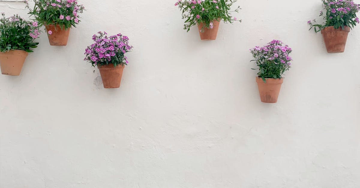 pexels-photo-10987507