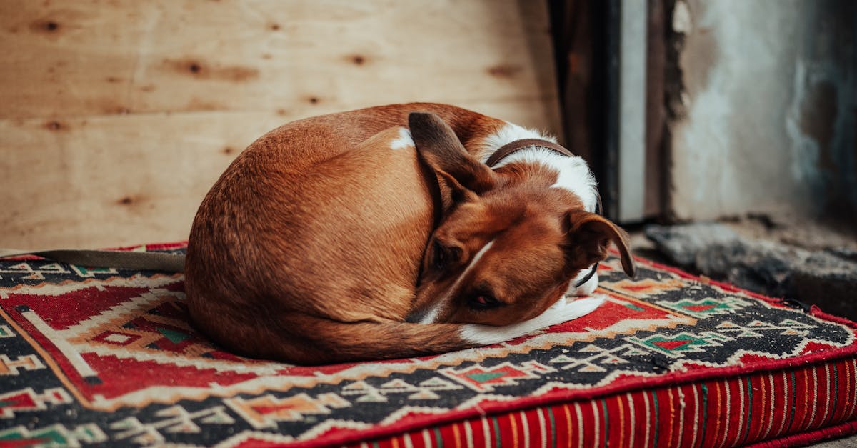 pexels-photo-19308273