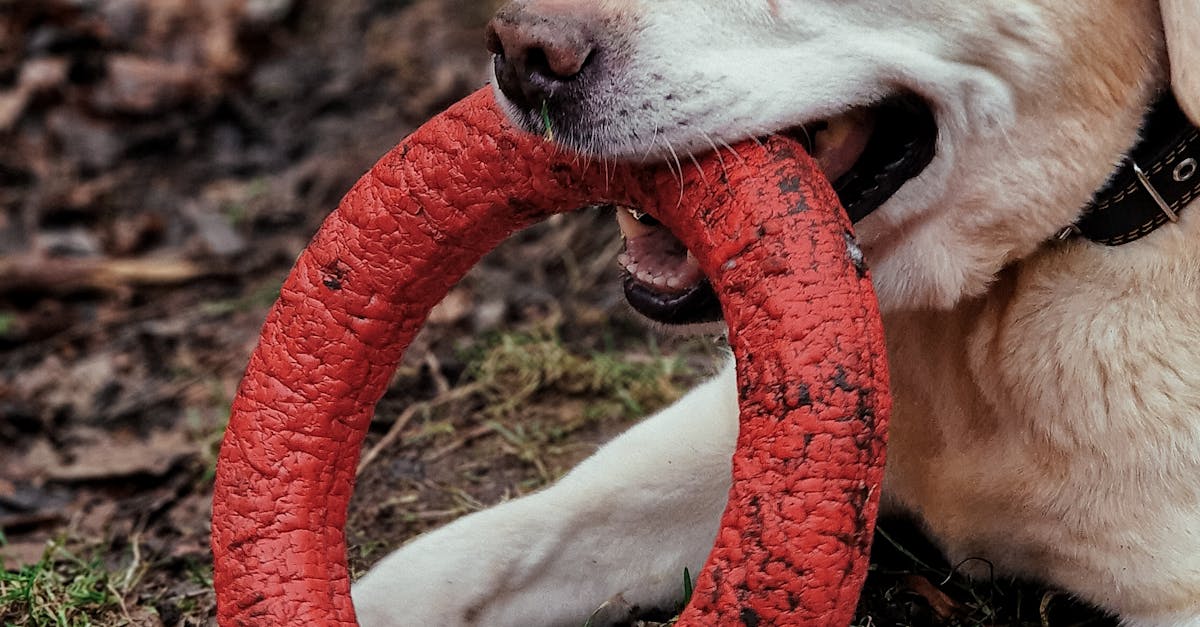 pexels-photo-20107294