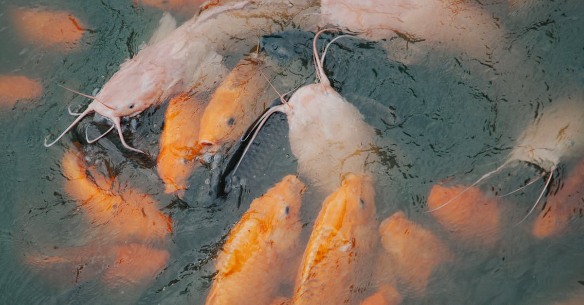 pexels-photo-27089710