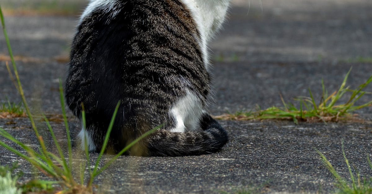 pexels-photo-32265005