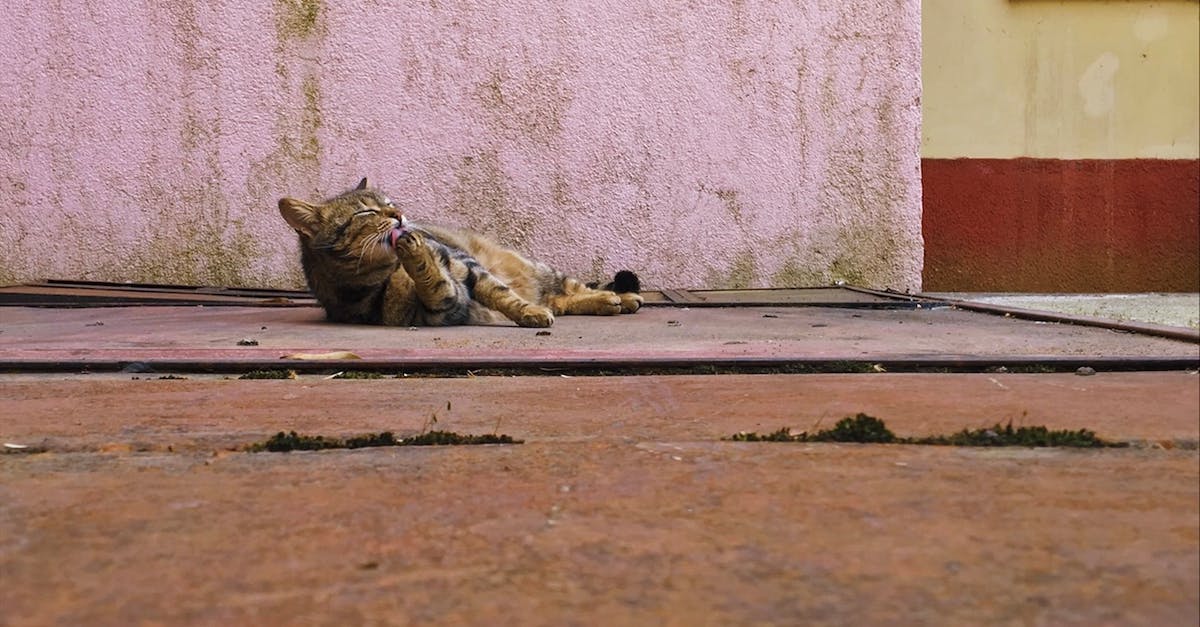 pexels-photo-32272313