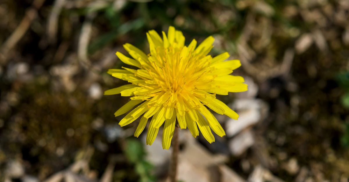 pexels-photo-32276532