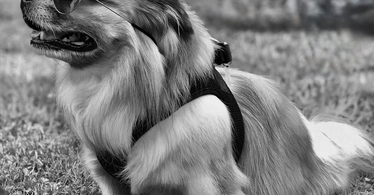 pexels-photo-32280382
