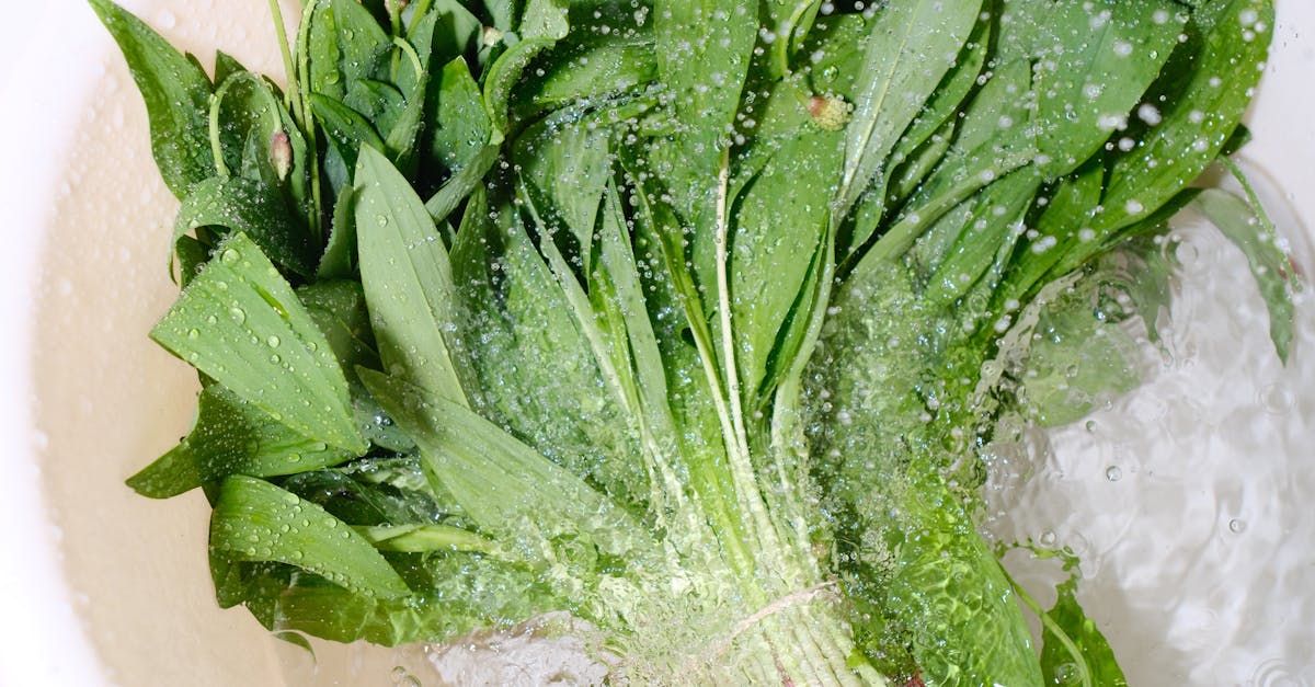 pexels-photo-32286717