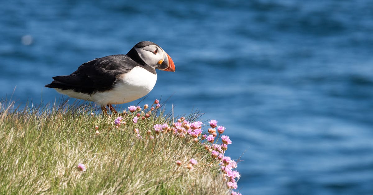 pexels-photo-32289448