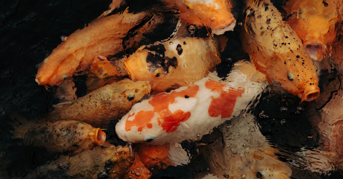 pexels-photo-32315178