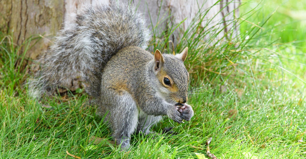 pexels-photo-32321210