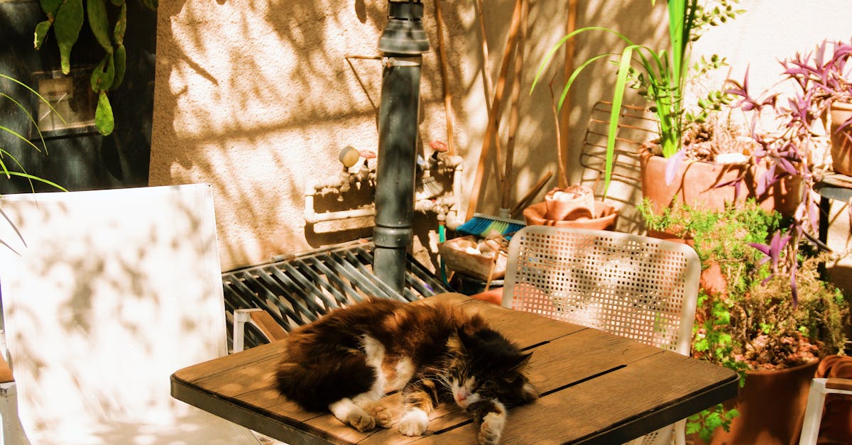 pexels-photo-32326007