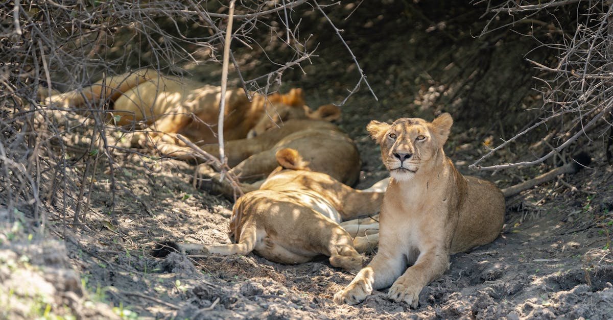 pexels-photo-32331923