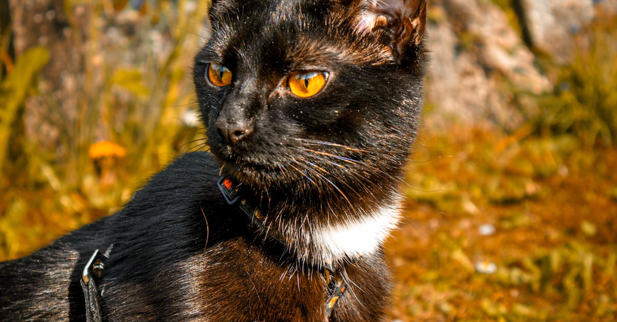 pexels-photo-32336142