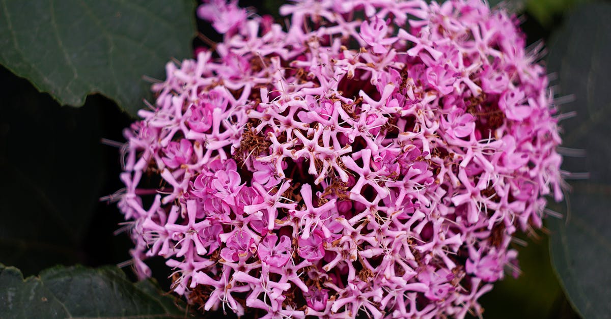 pexels-photo-32343211