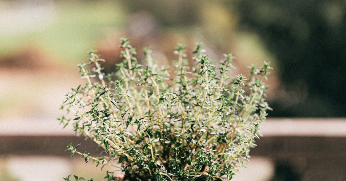 pexels-photo-4210375