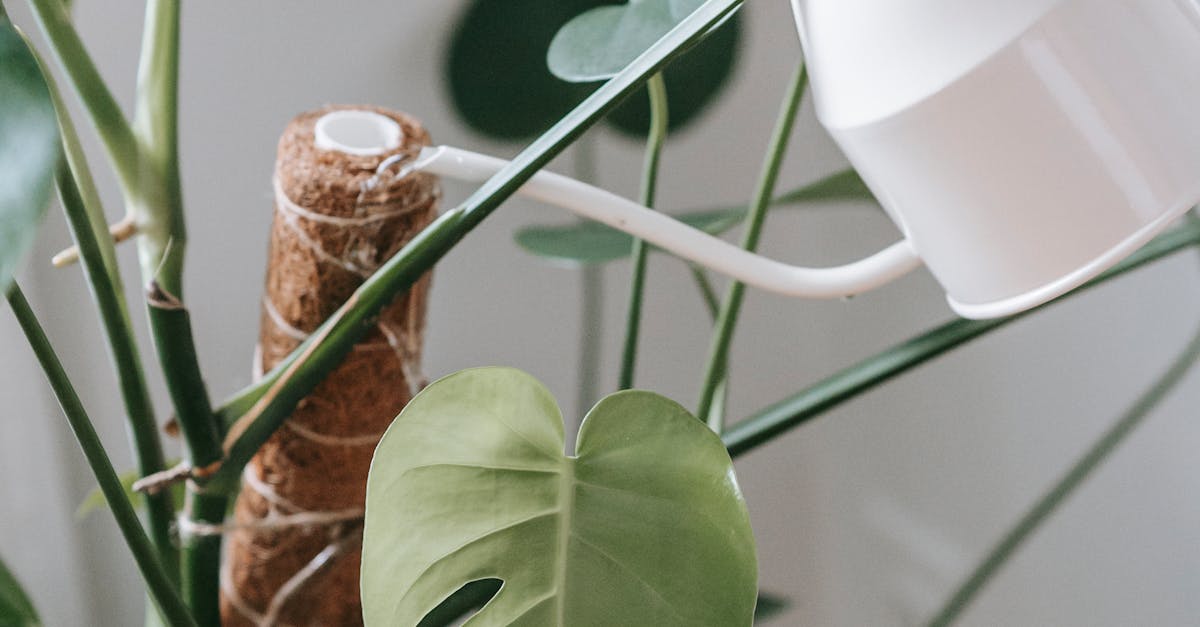 pexels-photo-6912795-1