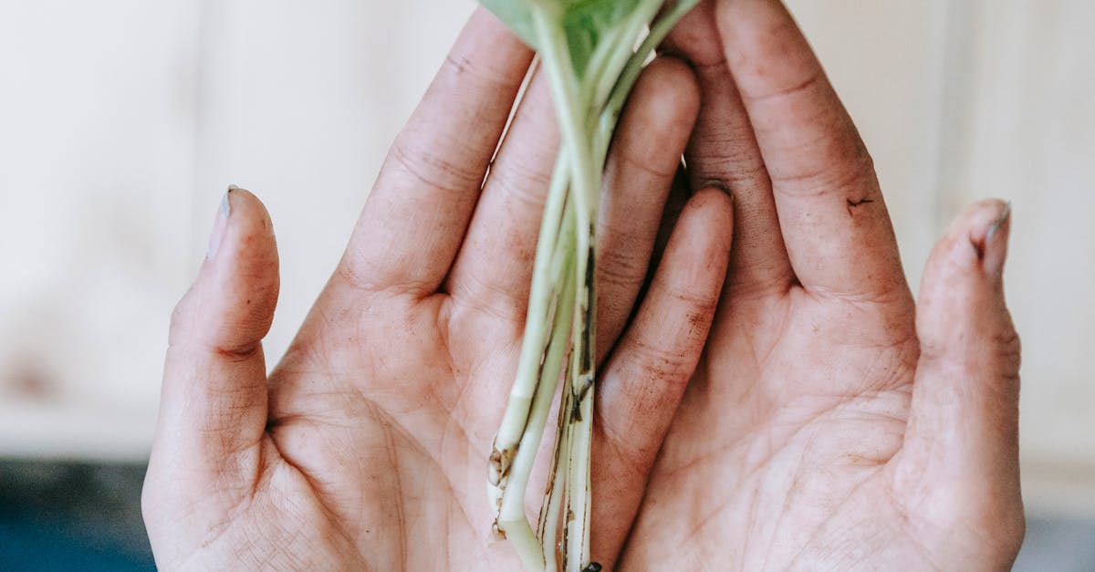 pexels-photo-6913464