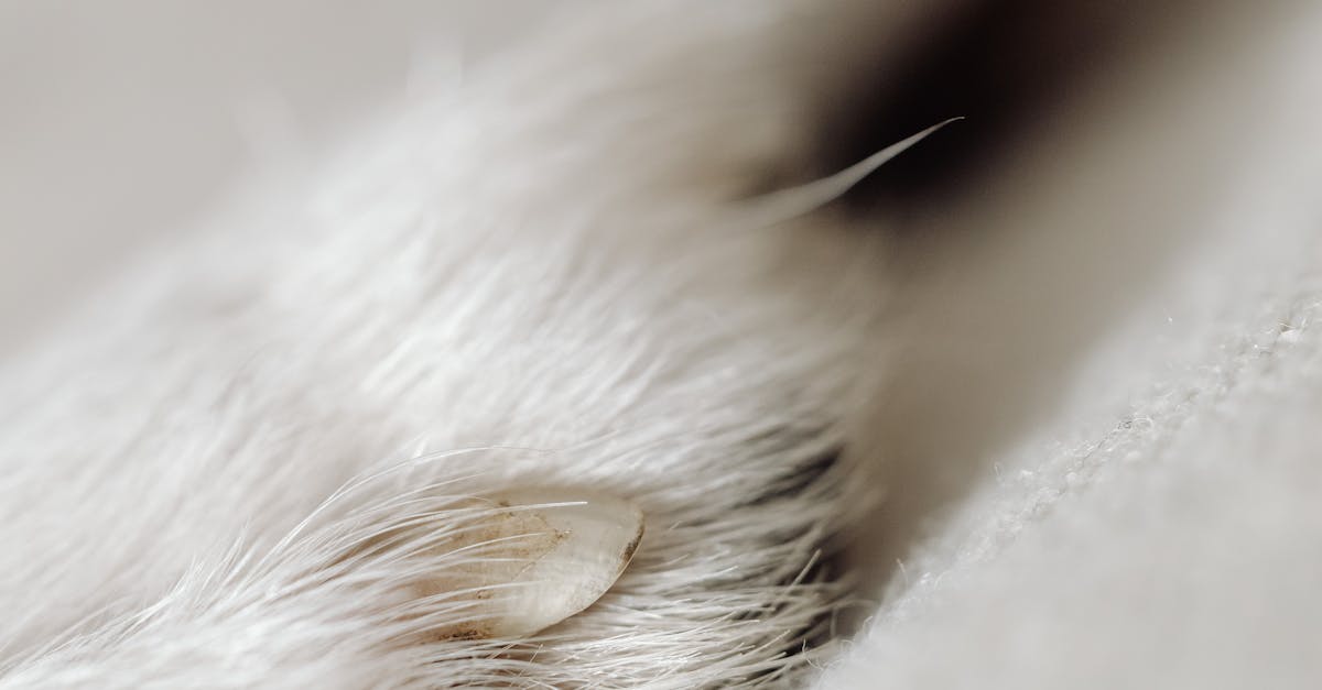 pexels-photo-5993613